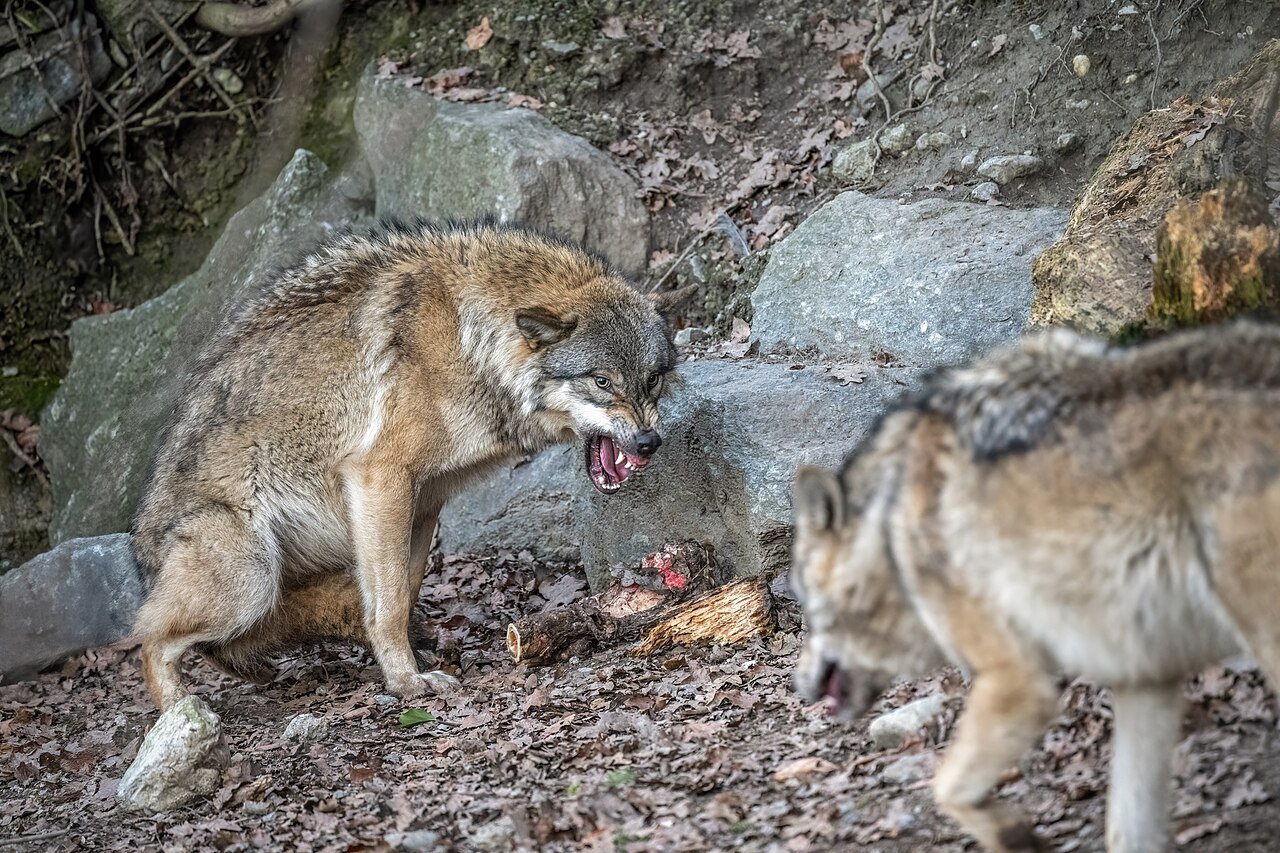 Domesticação dos cães começou há mais de 14 mil anos, revela maior estudo genético já feito na Europa