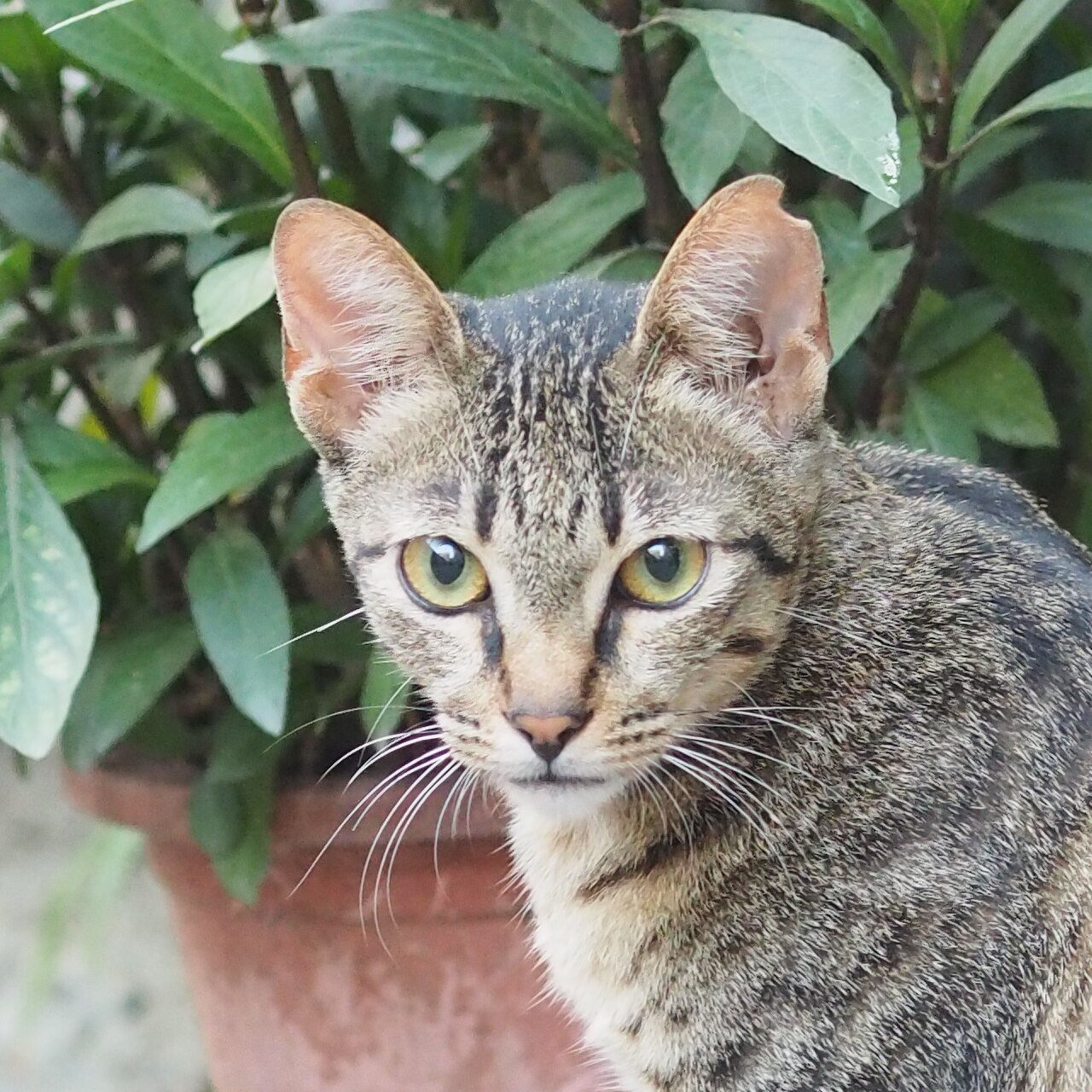 Cidade brasileira já passou de 200 gatos com esporotricose em 2026 — e 25 pessoas
