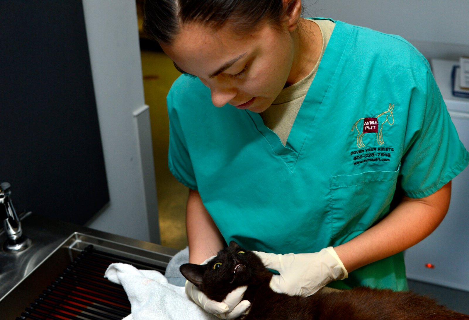 FIV e FeLV em gatos: entenda a diferença, os sintomas e por que o gato positivo pode viver bem