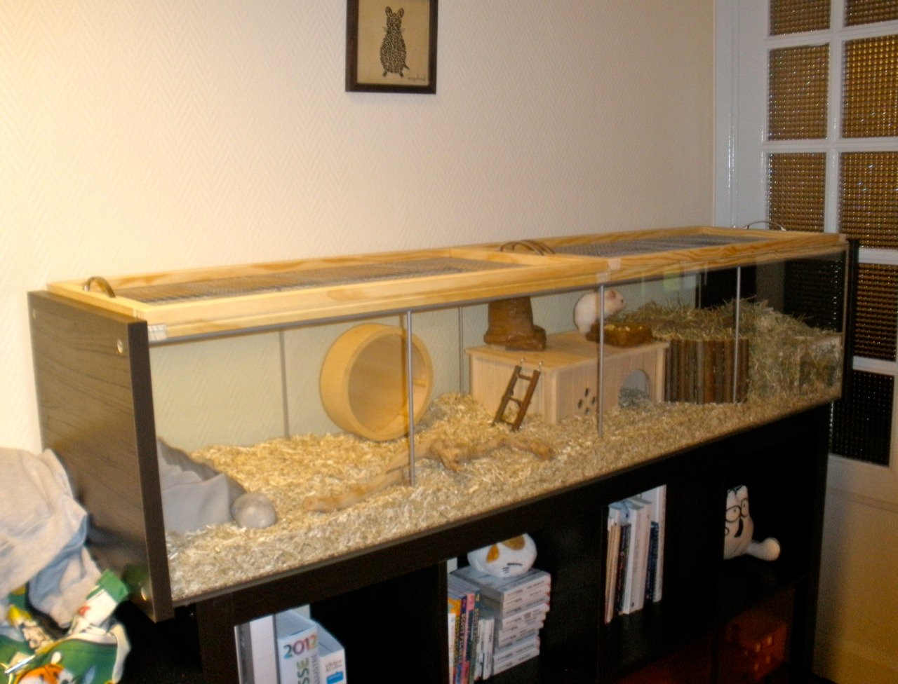 Gaiola para Hamster: Como Escolher a Ideal