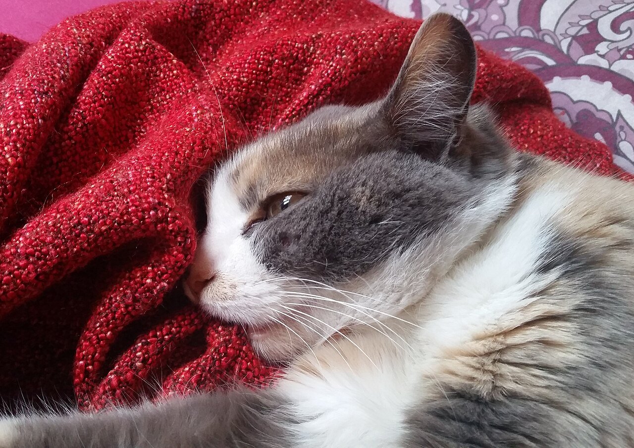 Por que o gato fica “amassando pãozinho”? Veterinária explica o gesto mais fofo dos felinos