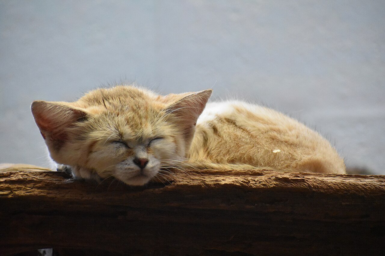 gato-da-areia