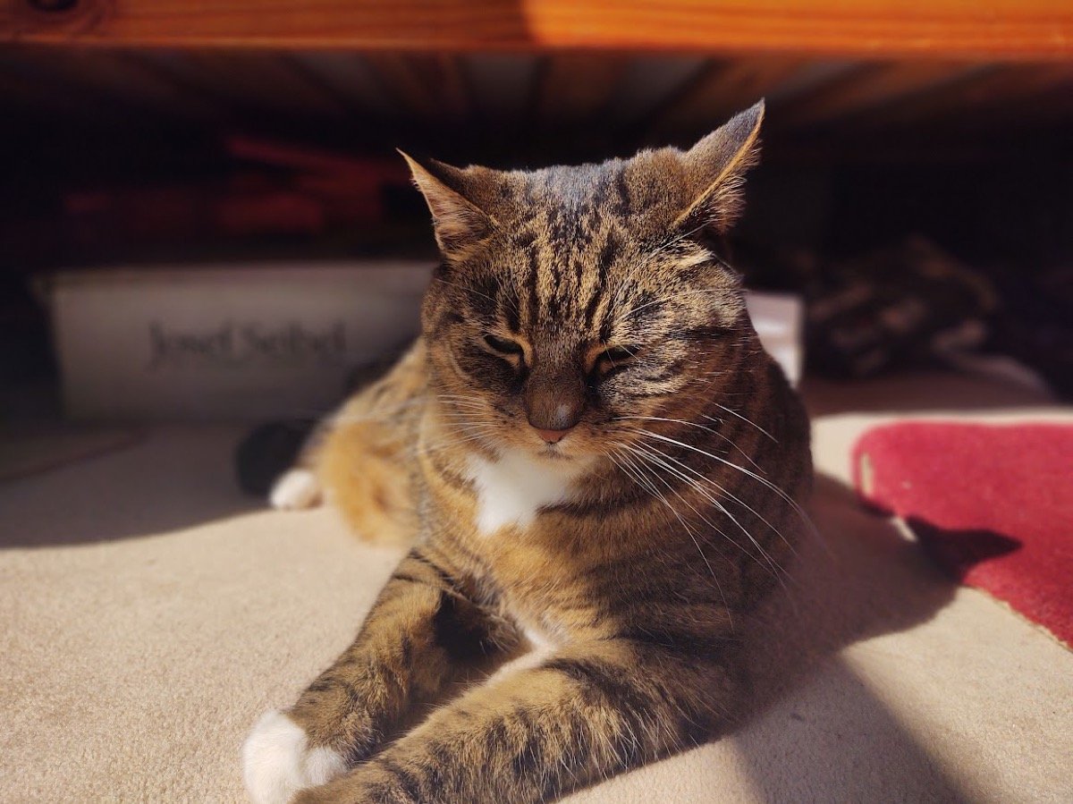 gato faz bem para o coração