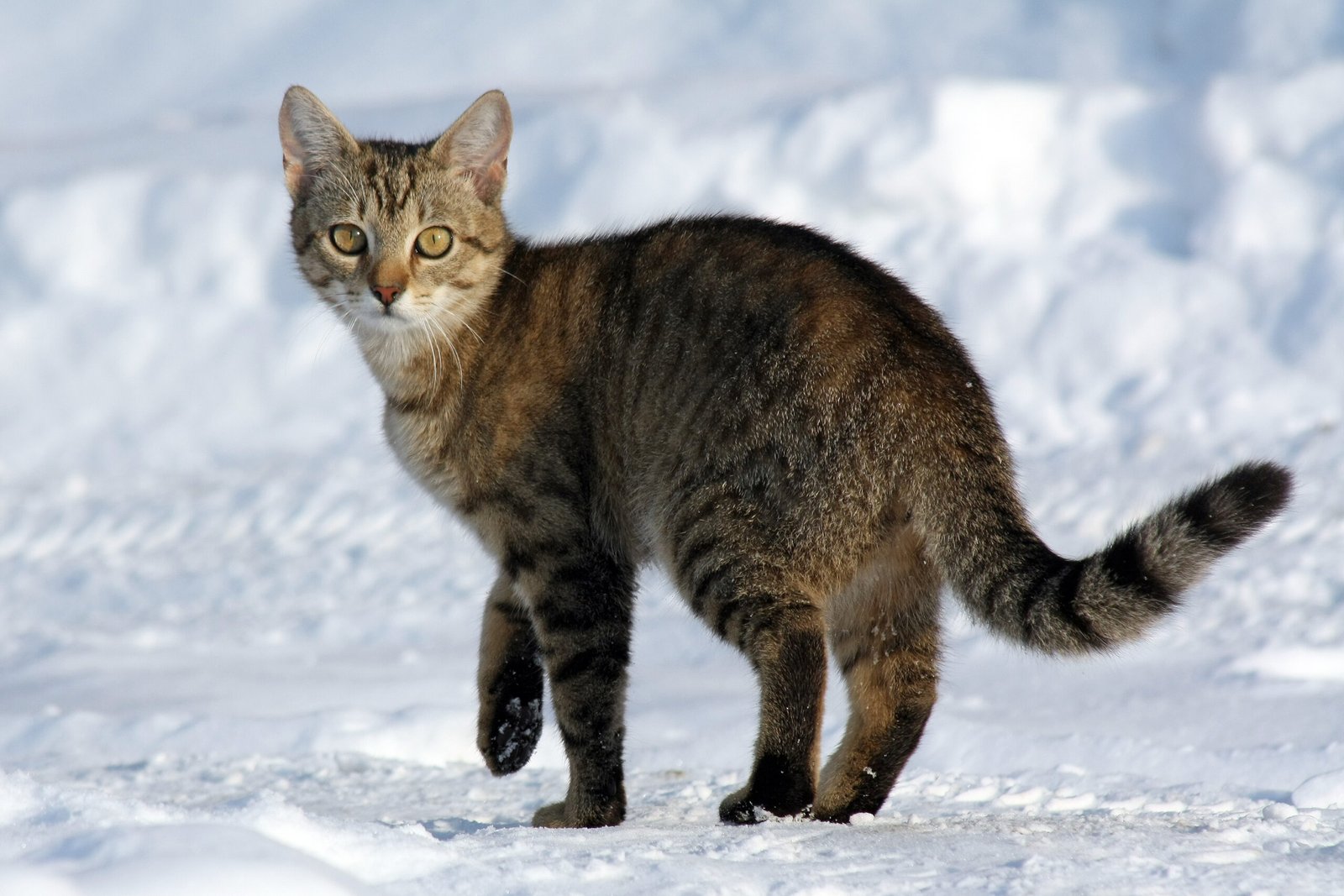 Gato vomitando: causas, o que fazer e quando é emergência