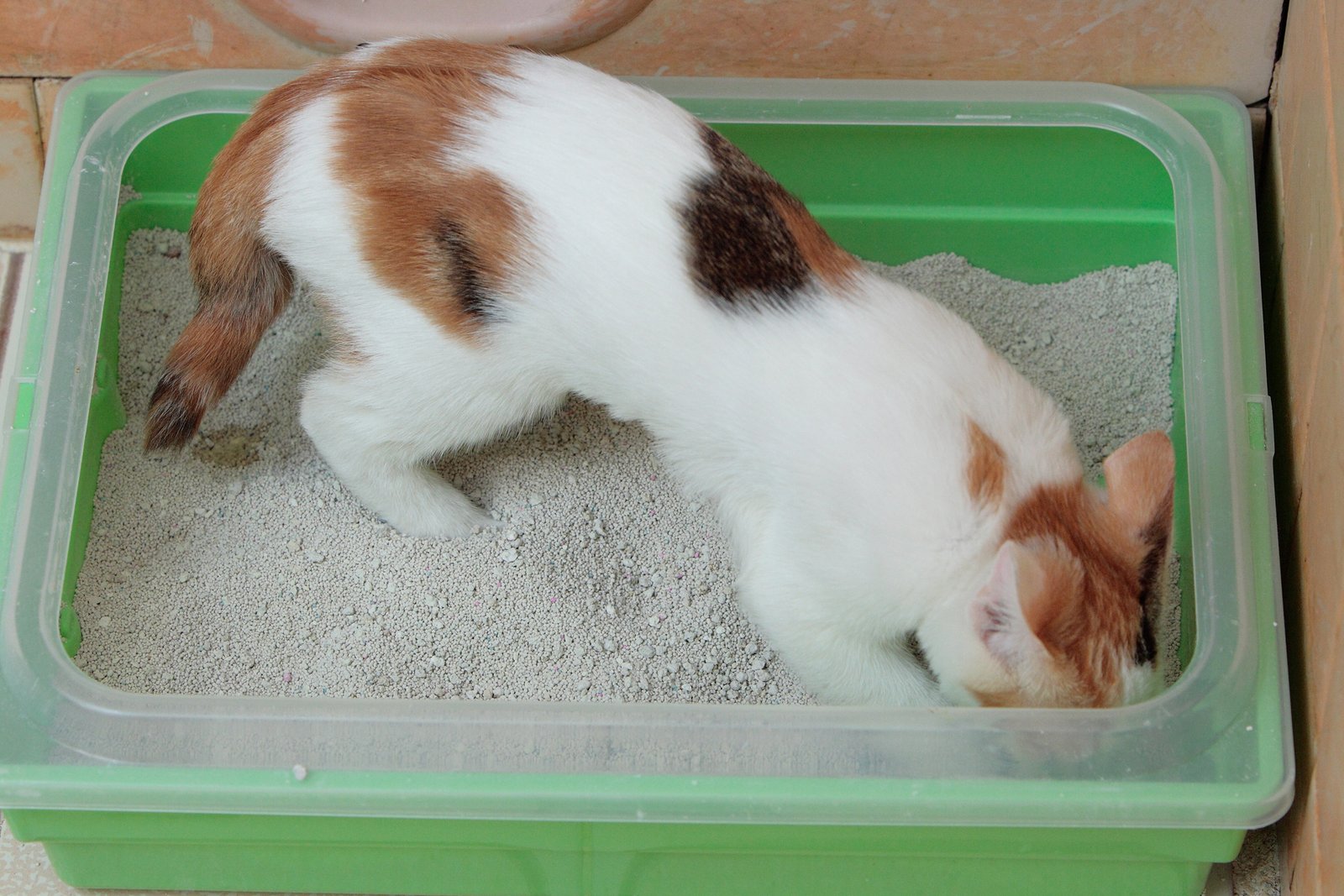 Gato fazendo xixi fora da caixa: causas, o que fazer e quando é emergência