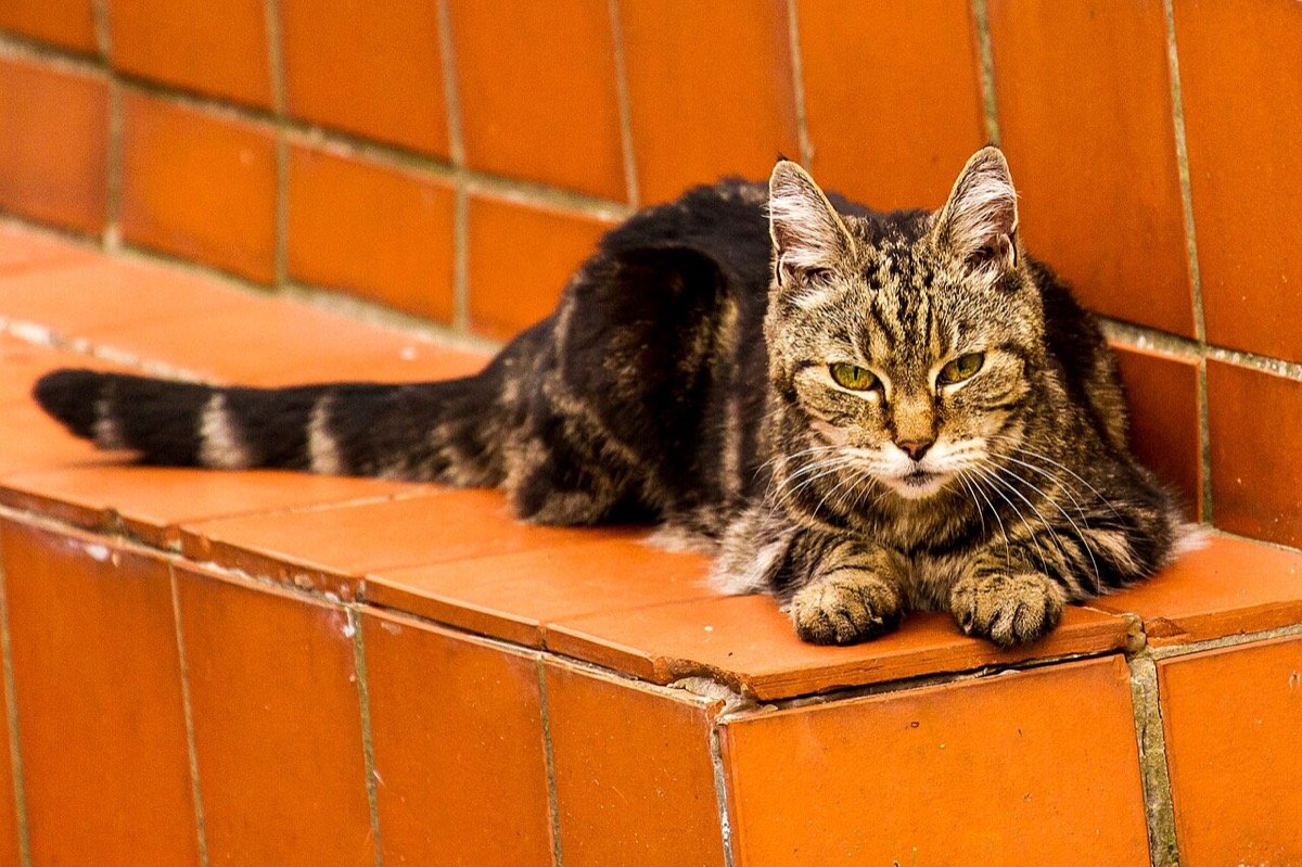 envelhecimento cerebral do gato idoso