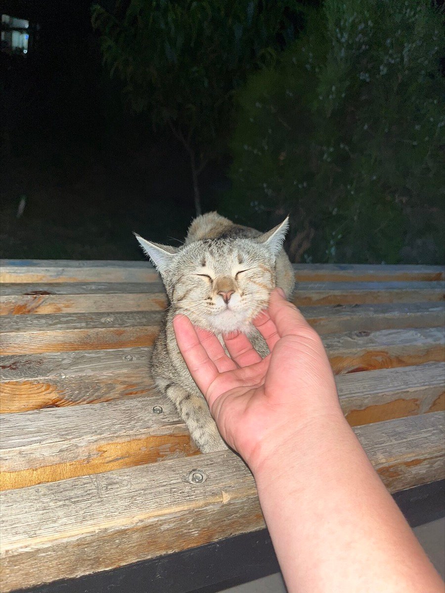Gatos preferem carinho a comida? O que a ciência realmente descobriu