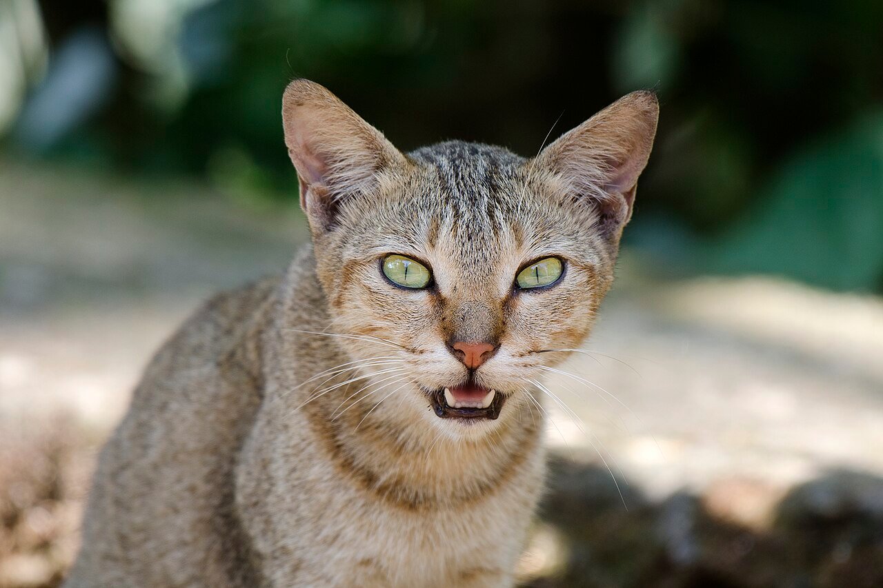 Gatos reconhecem o próprio nome? Estudo de Tóquio responde (e explica por que eles ignoram você)
