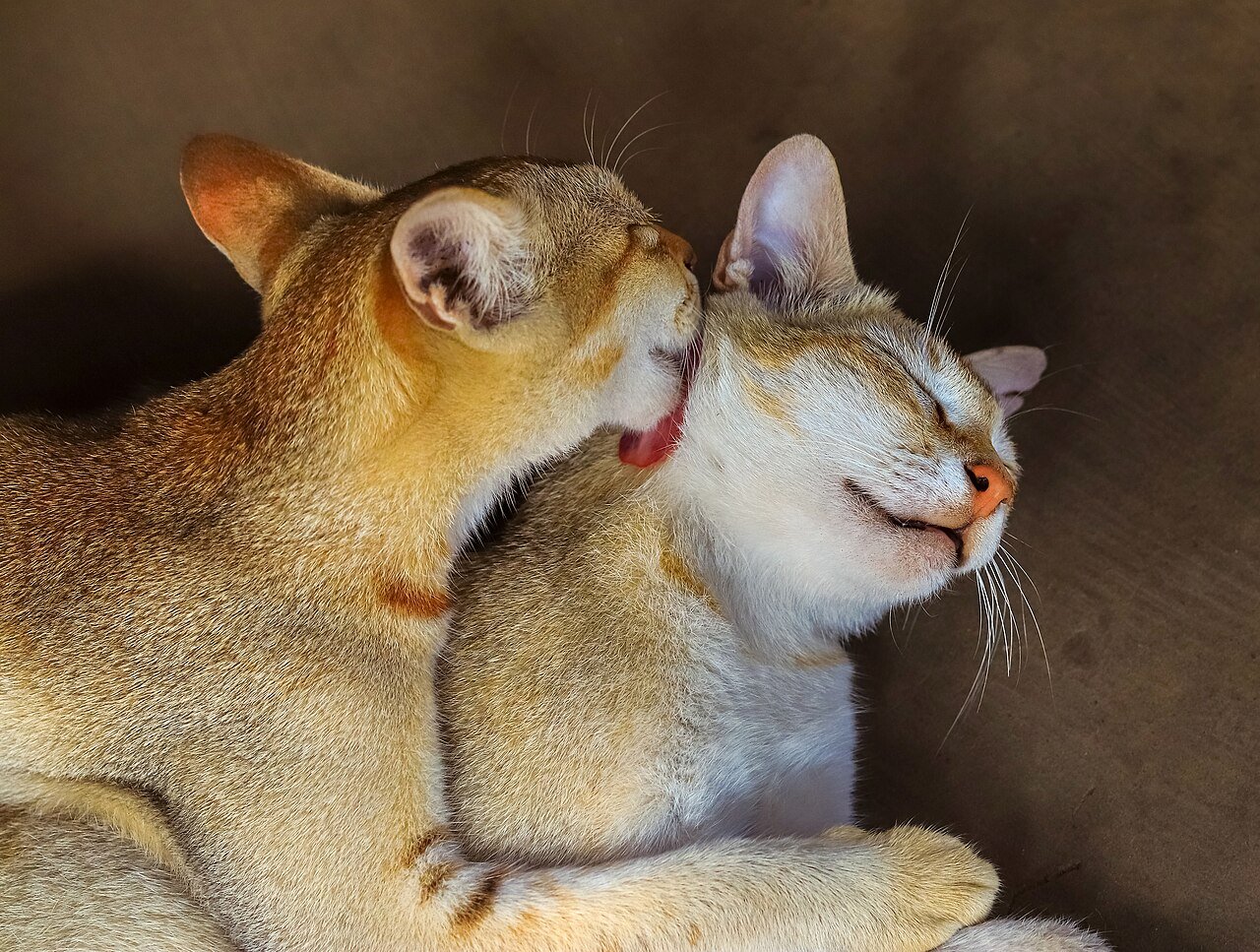 gatos se lambendo