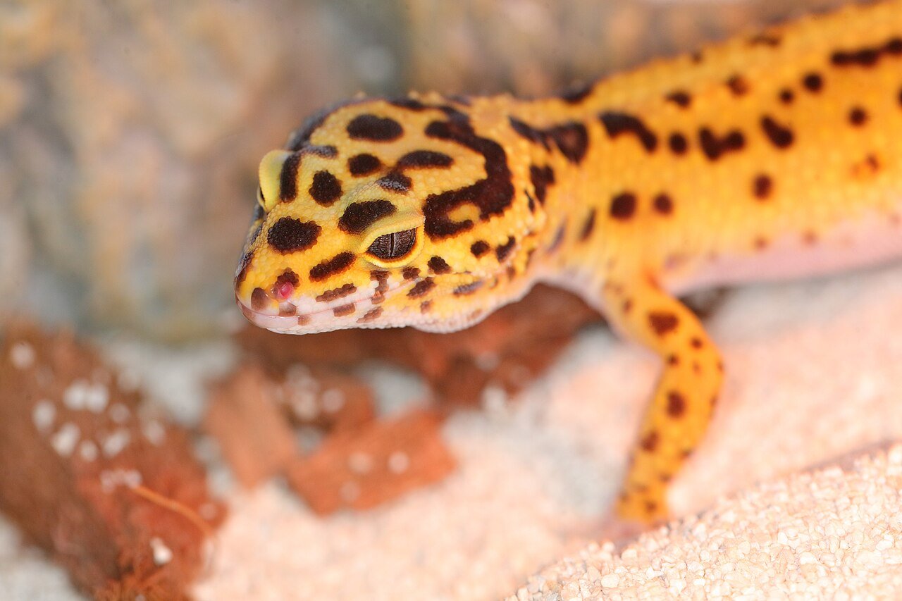 Um lagarto de estimação com tumores virou a nova esperança da pesquisa sobre câncer 1 gecko-leopardo lemon frost