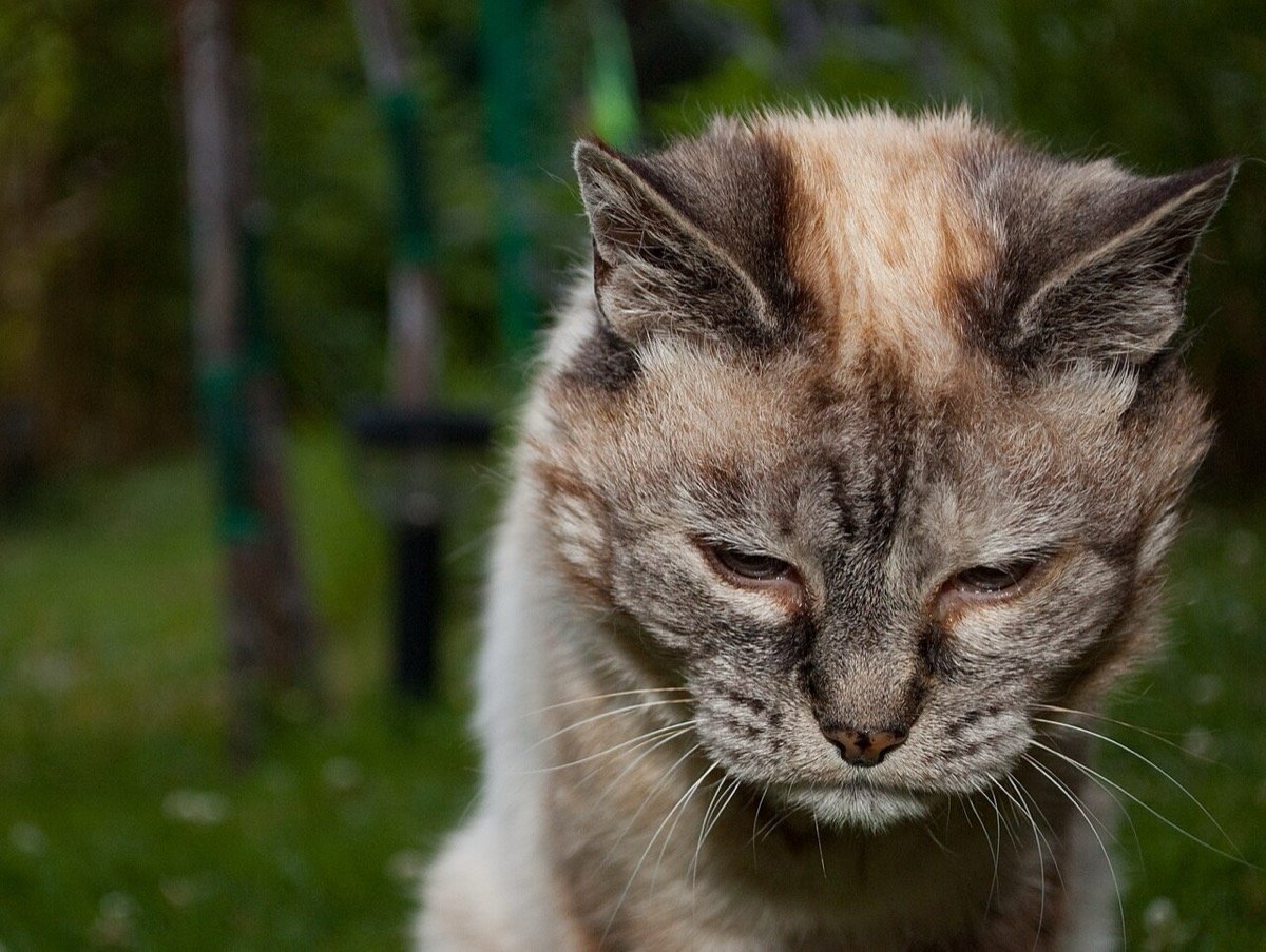 Hipertireoidismo em gatos: o gato idoso que come muito e emagrece pode estar doente