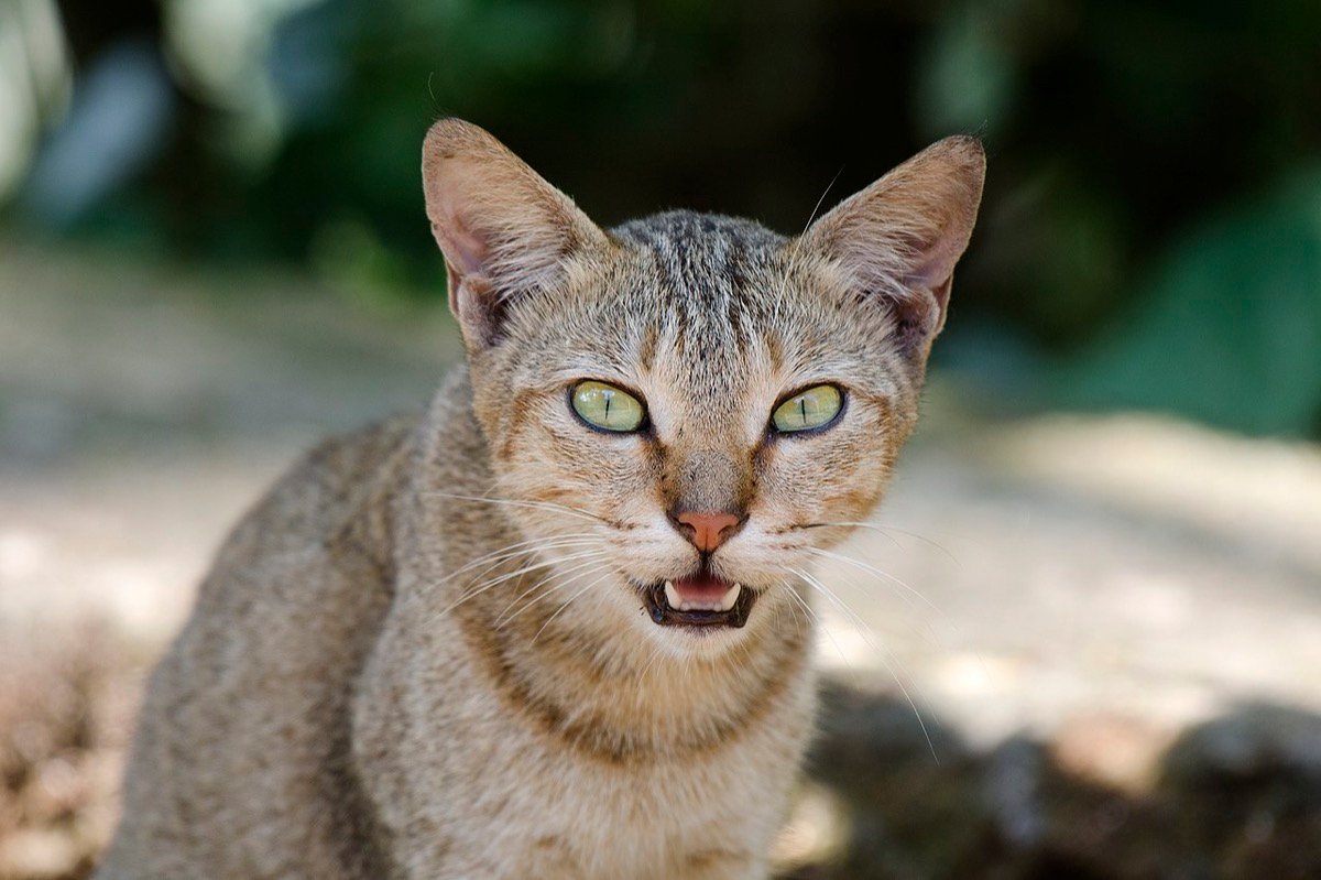 Julho Dourado vira lei federal e mira a esporotricose, a micose dos gatos que já é caso de saúde pública
