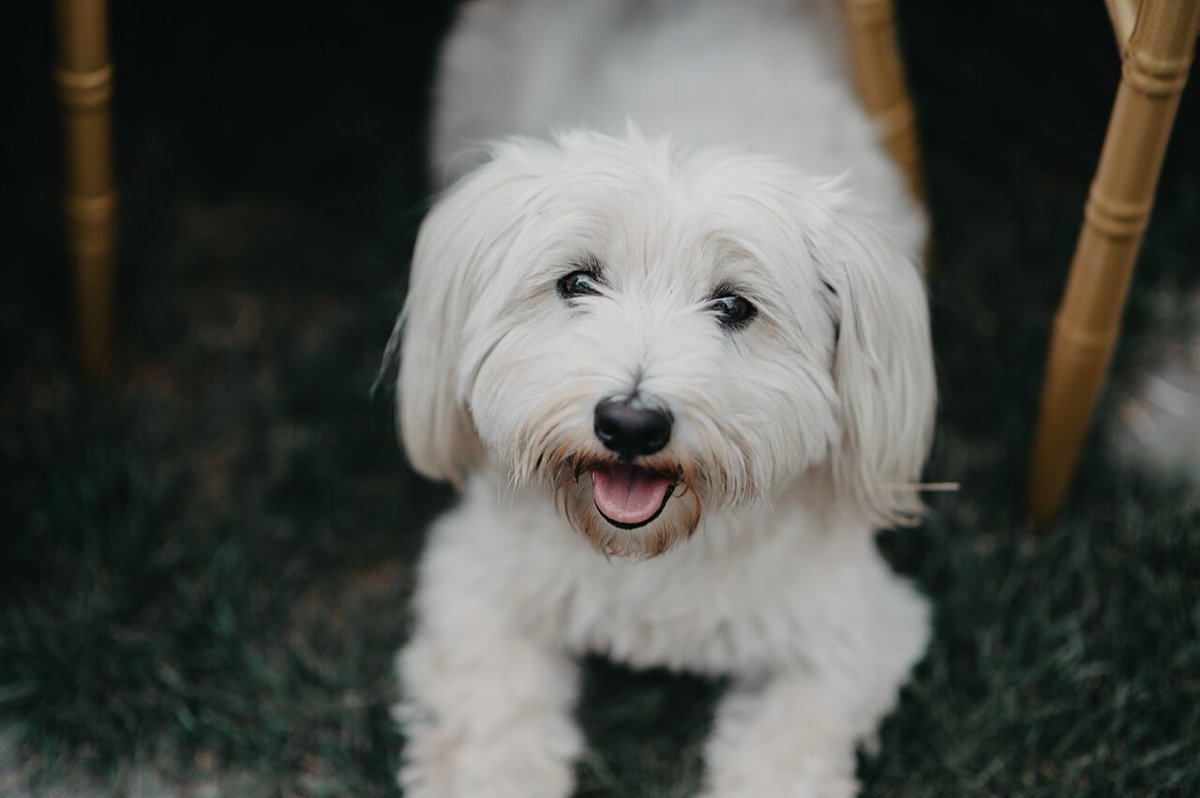 cão protegido contra a leishmaniose sem vacina