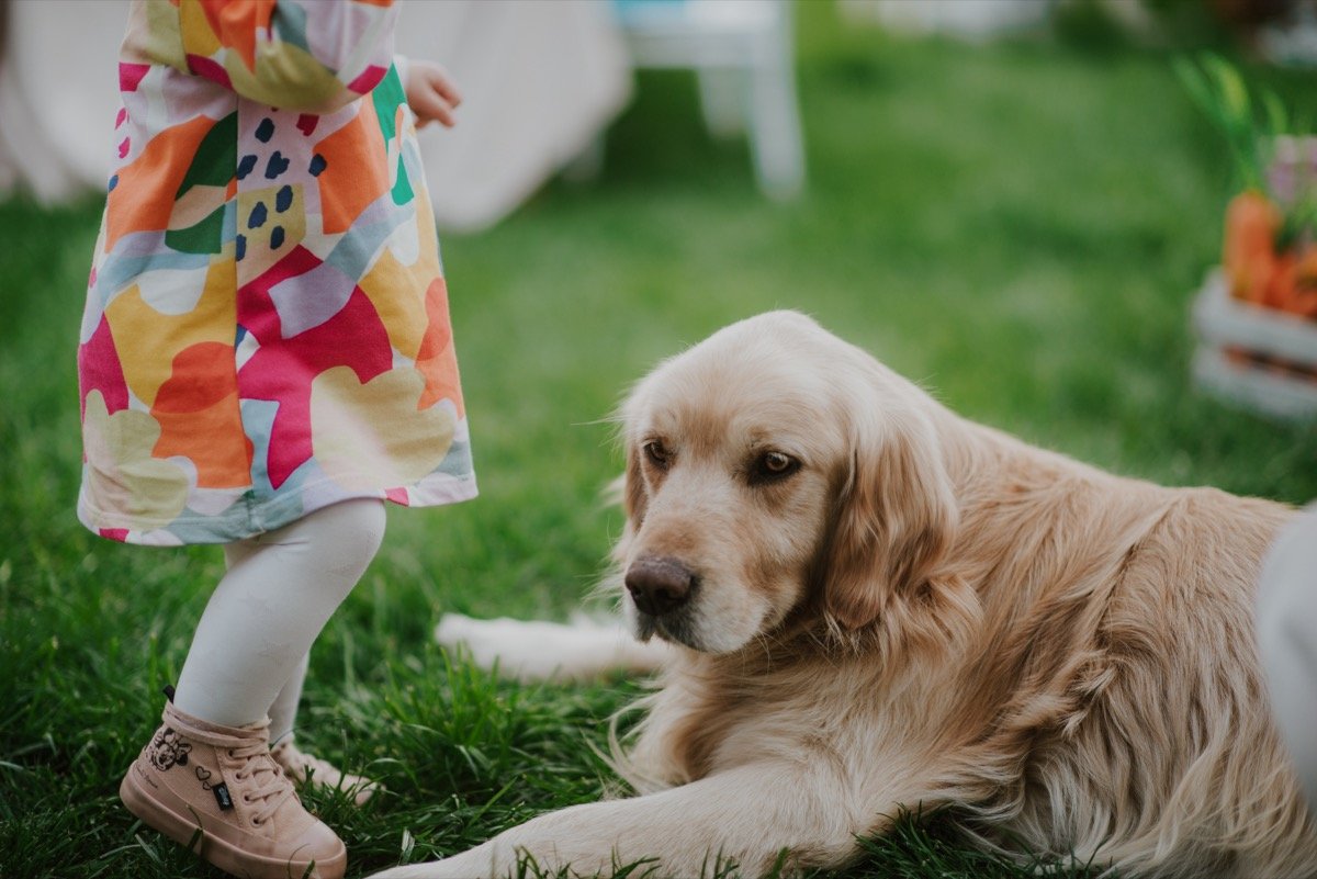 Melhor Cachorro para Crianças: 12 Raças Ideais para a Família