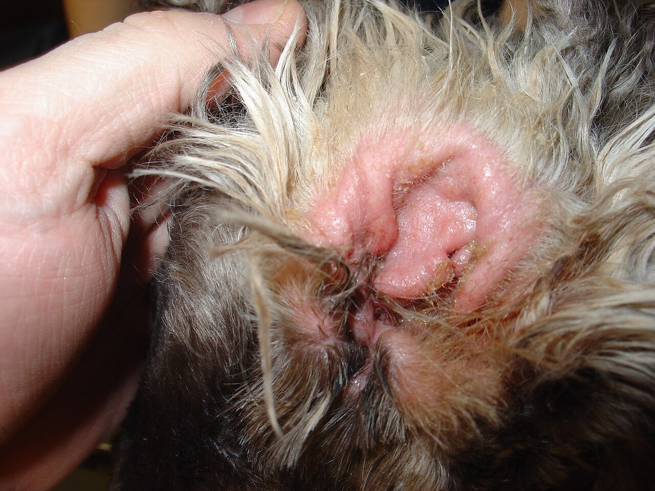 Otite em cães: por que raças de orelha caída sofrem mais e quando levar ao veterinário