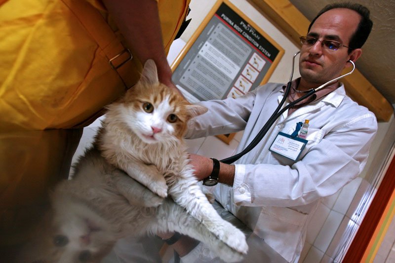 PIF em gatos deixou de ser sentença de morte: o antiviral que mudou o jogo no Brasil