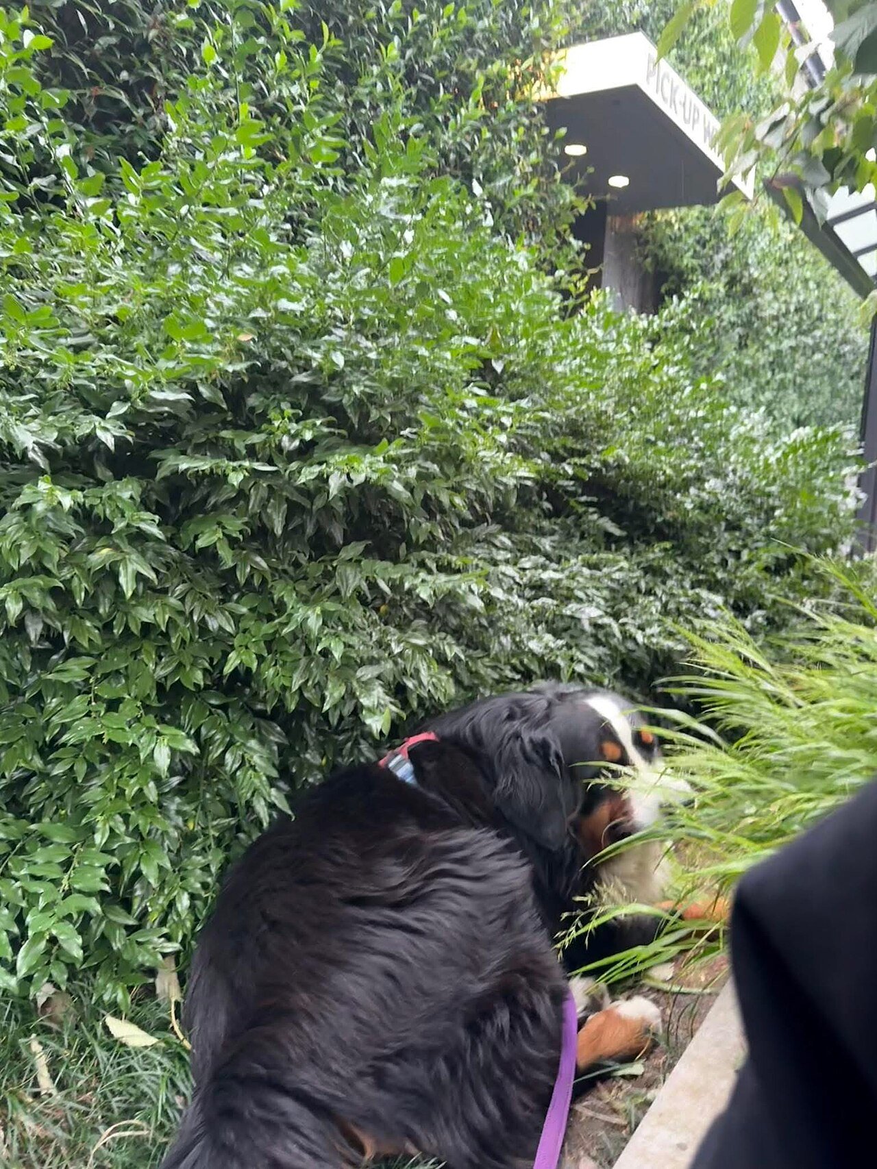 Por que os cães comem grama? A ciência derruba o mito do estômago embrulhado
