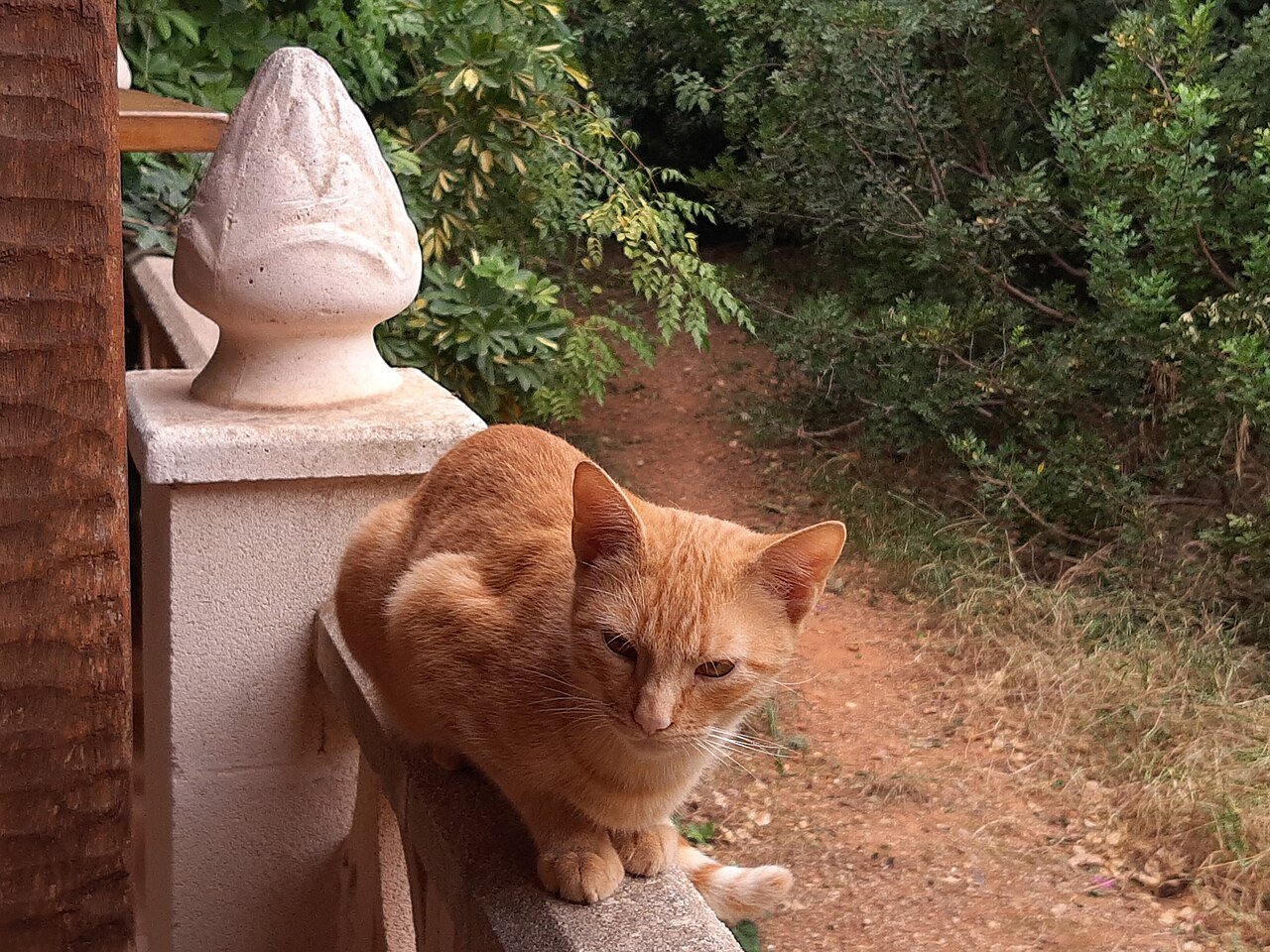 Por que os gatos derrubam objetos da mesa? O que o instinto (e a atenção) explicam