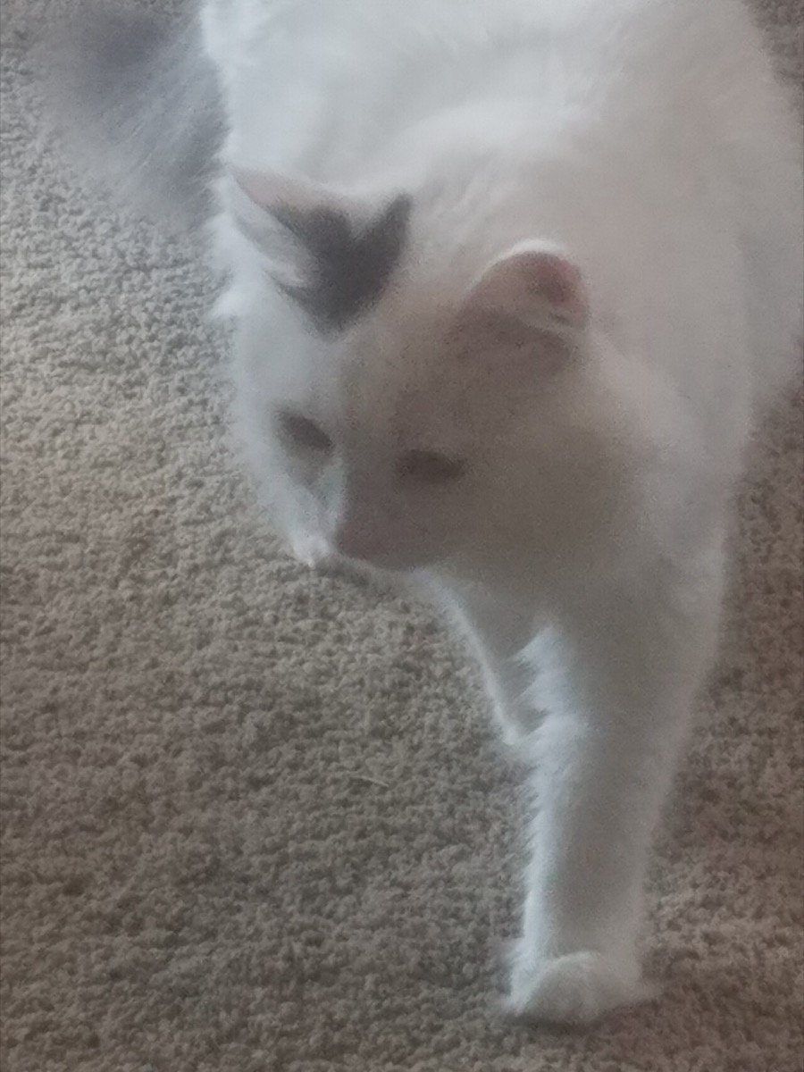 Por que os gatos odeiam água? A ciência por trás do medo (e as raças que adoram nadar)