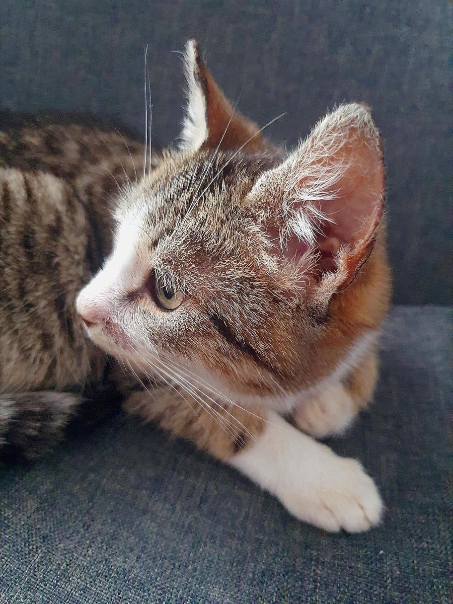 Por que gatos têm medo de pepino? A ciência do susto (e por que não fazer a brincadeira)