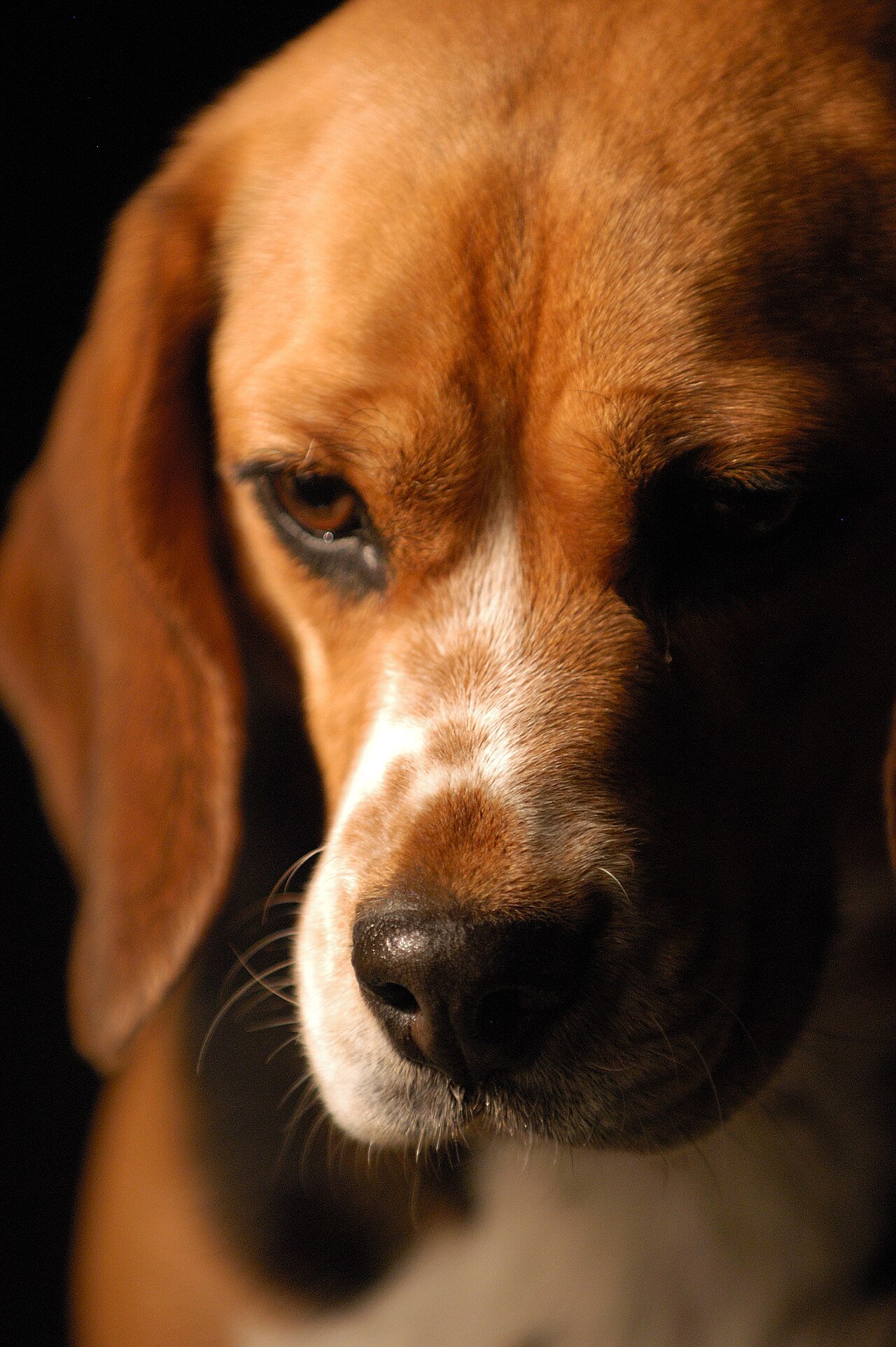 cães que detectam câncer