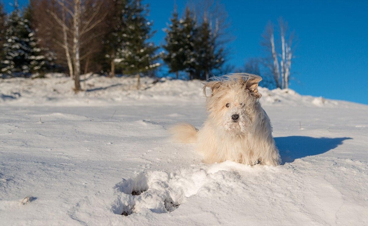 proteger cães e gatos do frio