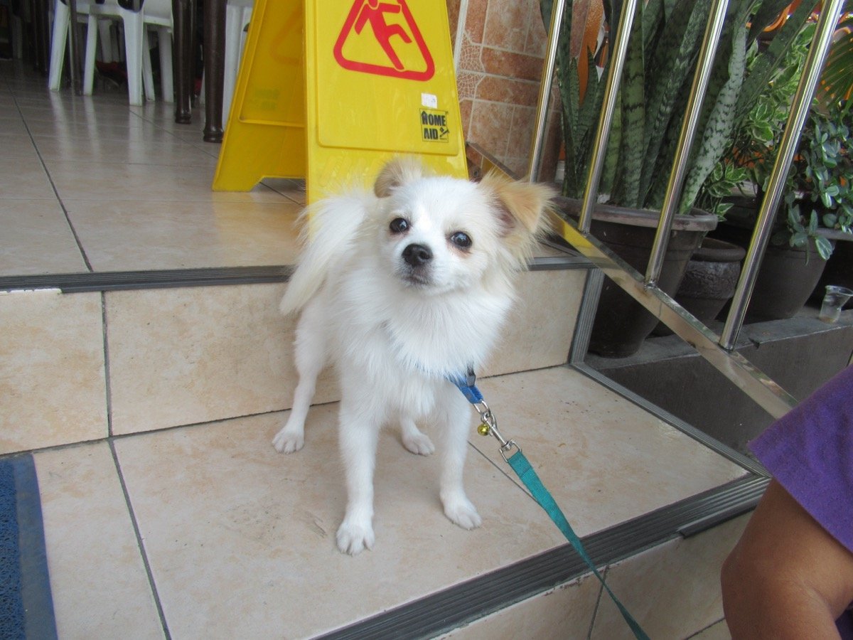 Raças de Cachorros Pequenos: 14 Melhores para Apartamento e Companhia