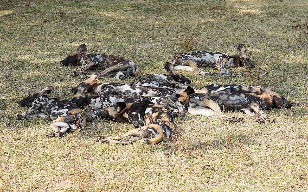 A USP quer saber se o barulho da sua rua está tirando o sono do seu cachorro 1 ruído urbano e cães