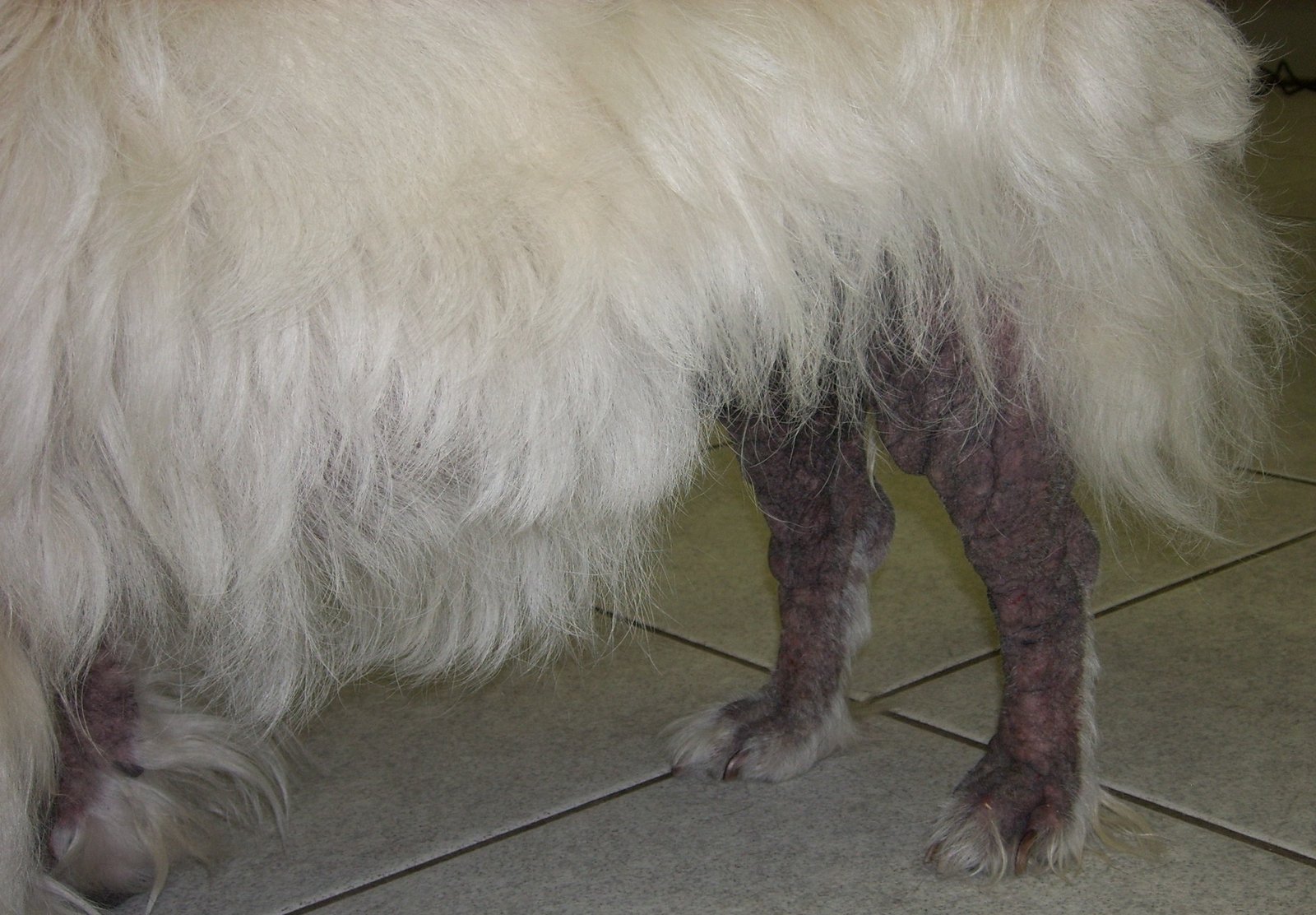 Sarna em cachorro: tipos, sintomas, tratamento e qual delas é contagiosa