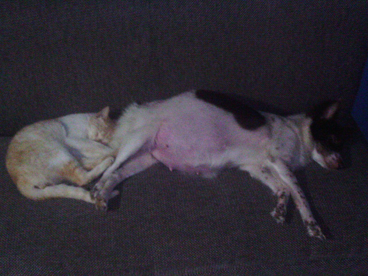 SinPatinhas: como fazer de graça o “RG” nacional de cães e gatos