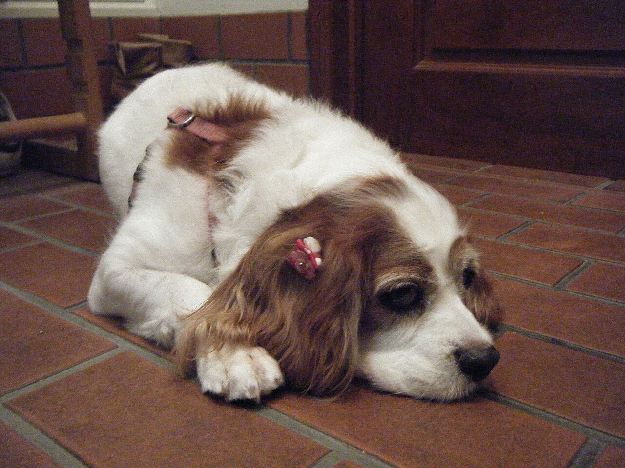 Sopro no coração em cães: o que significa e quando é hora de se preocupar