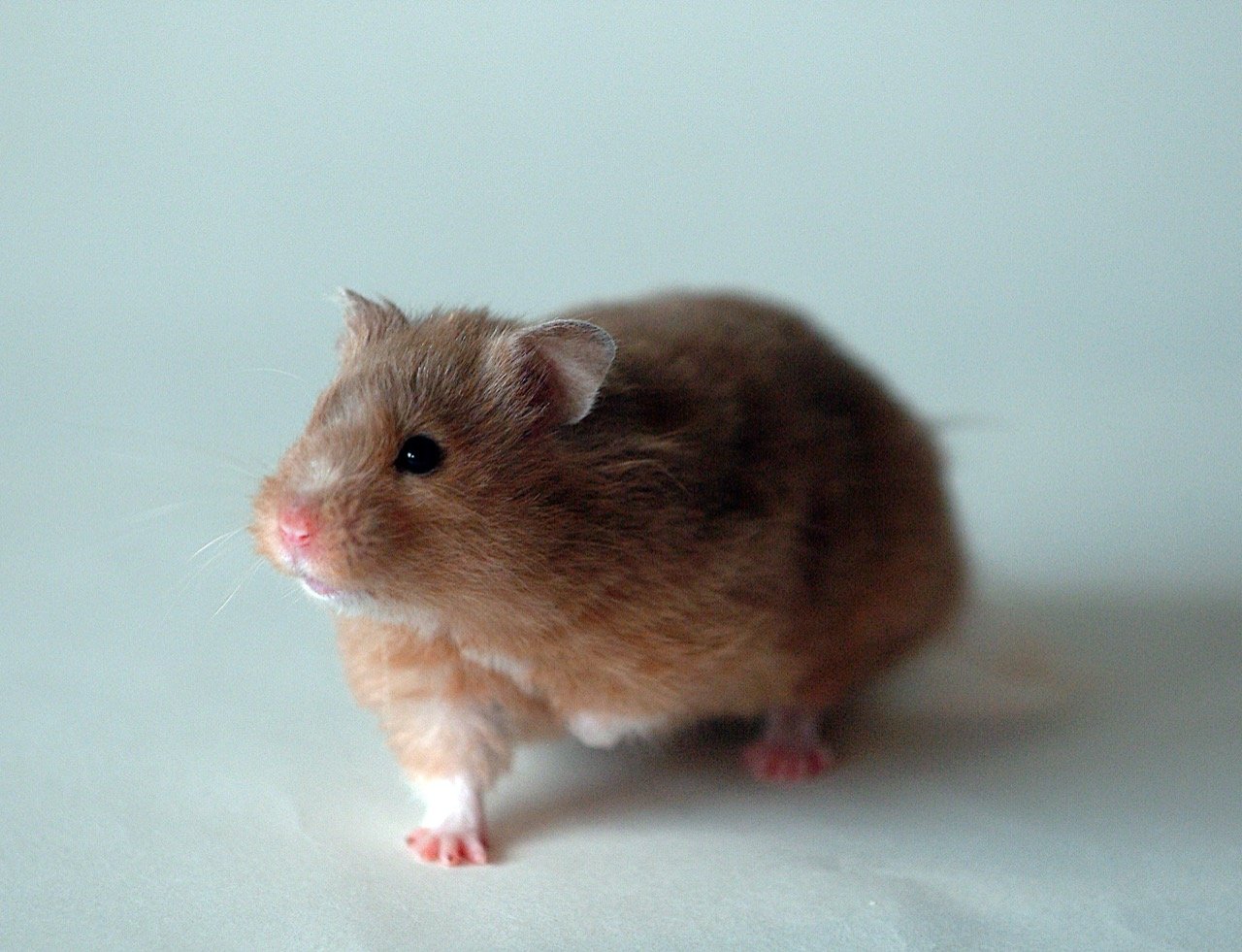 Tipos de hamster: hamster sírio dourado