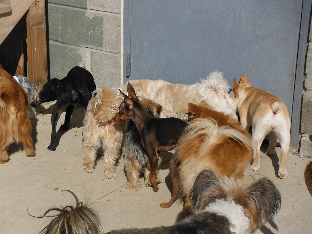 Tosse dos canis: a tosse seca que se espalha em creches e pet shops (e como proteger seu cão)