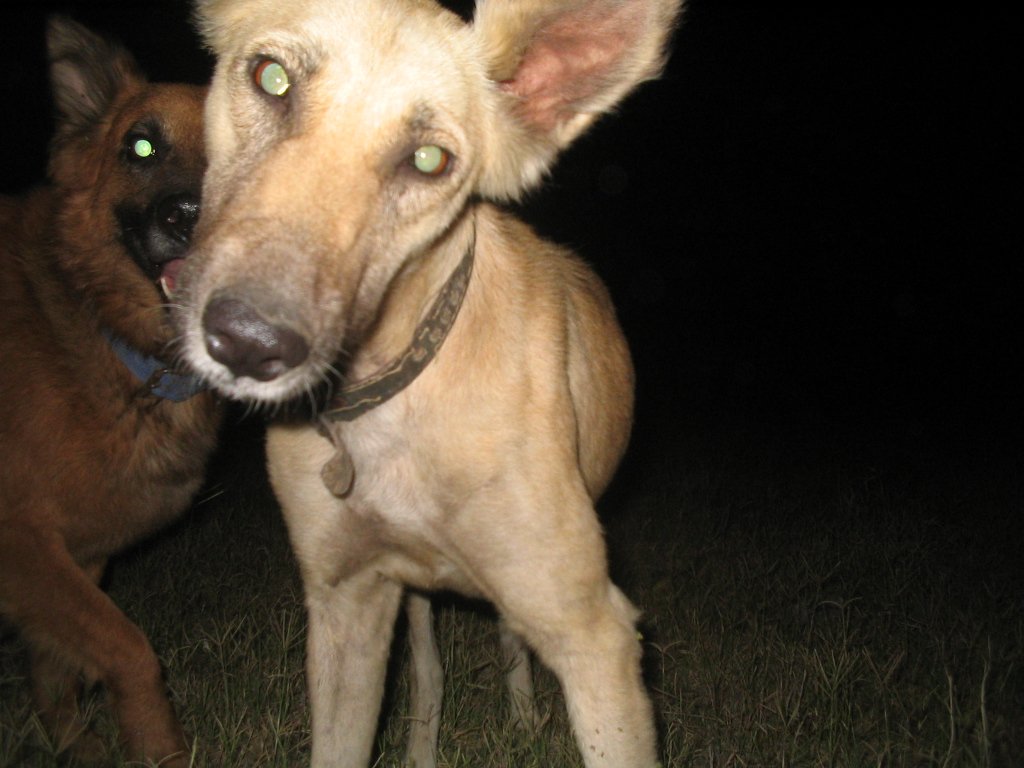 "Vira-lata é forte, não precisa de vacina": o mito que está adoecendo cães SRD 1 vira-lata resistente a doenças