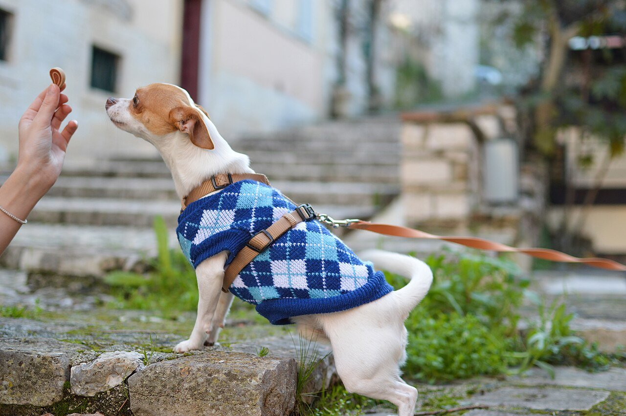 aprendizado do cachorro