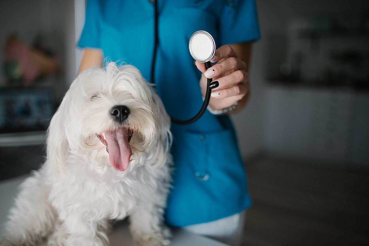 atendimento veterinário domiciliar