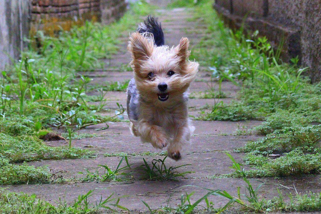 cães ajudam humanos