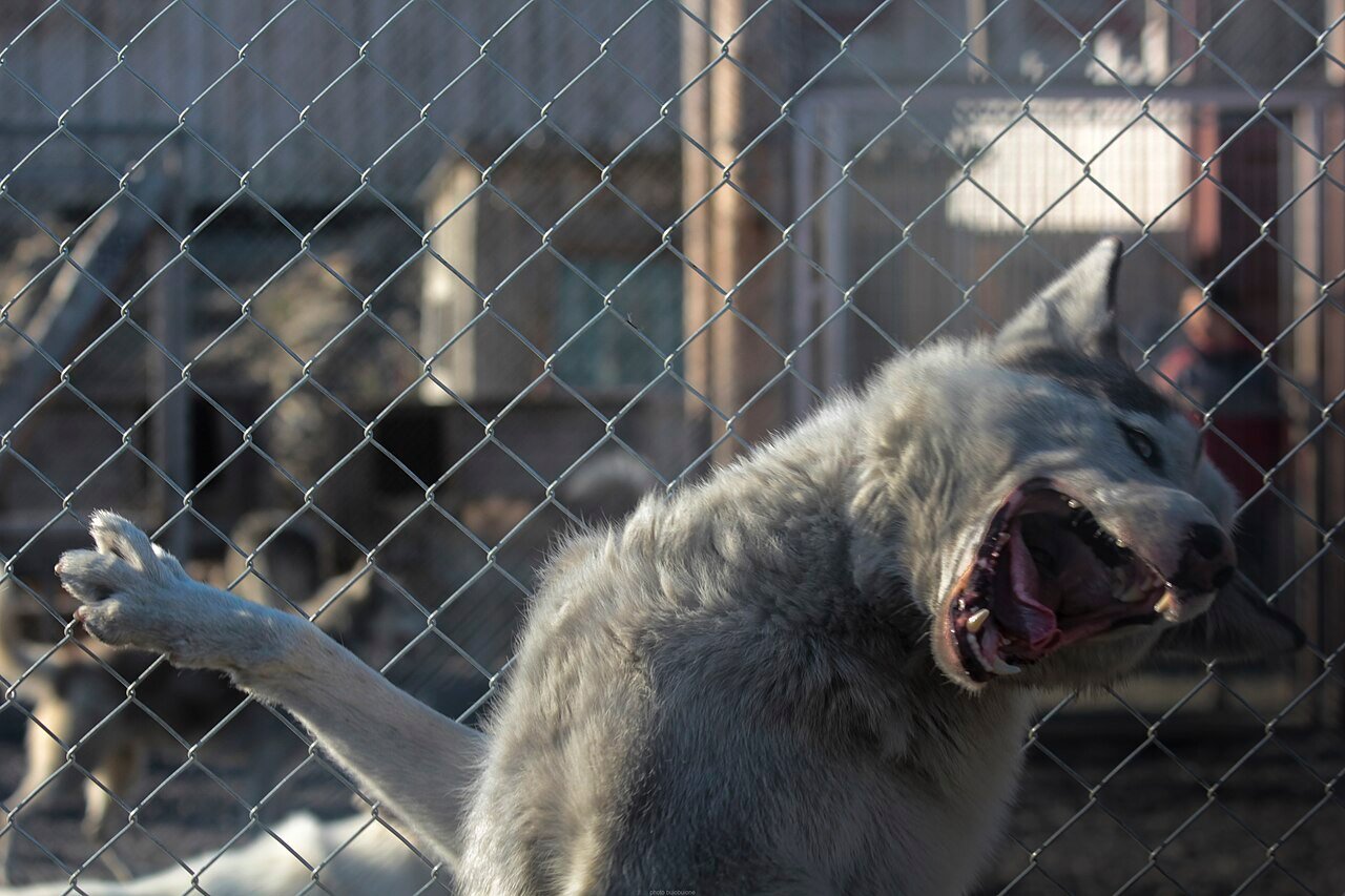 cães e humanos