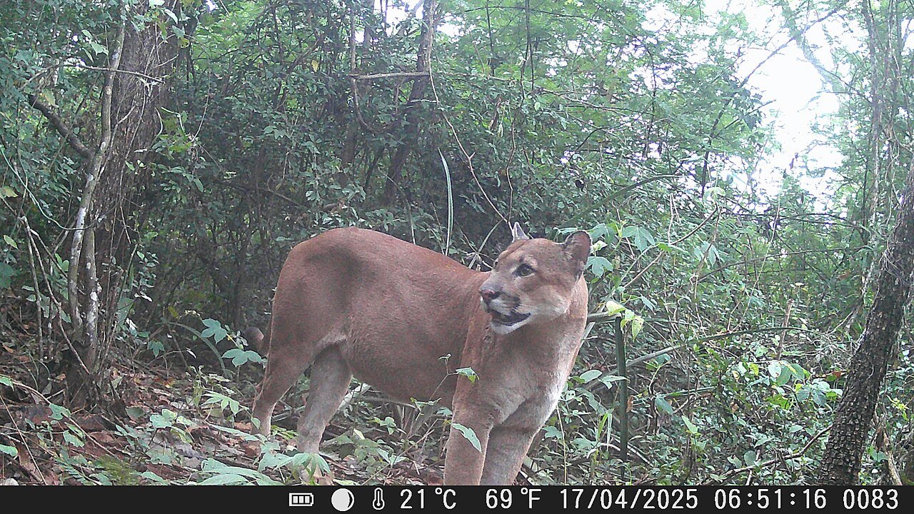 Onça-parda evita por 74 horas o lugar onde um cão passou, mostra estudo da Unesp 1 cães e onças-pardas