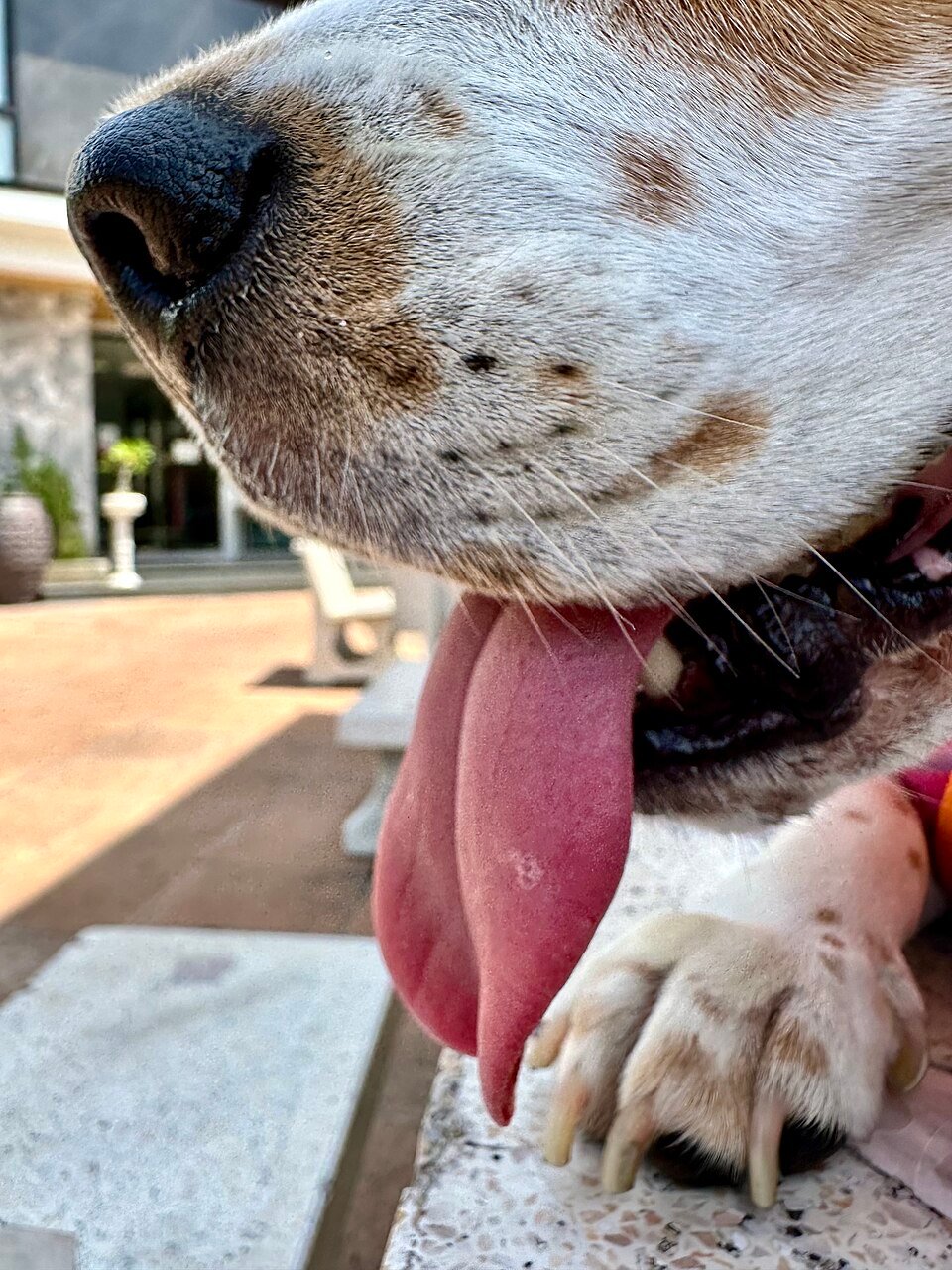Cachorro com a boca aberta, ilustrando como desengasgar cachorro em uma emergência