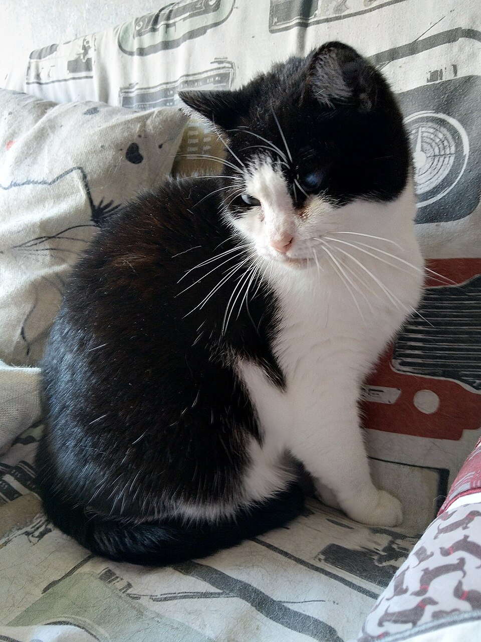 Gato pode comer banana? Veja se é seguro e quanto dar