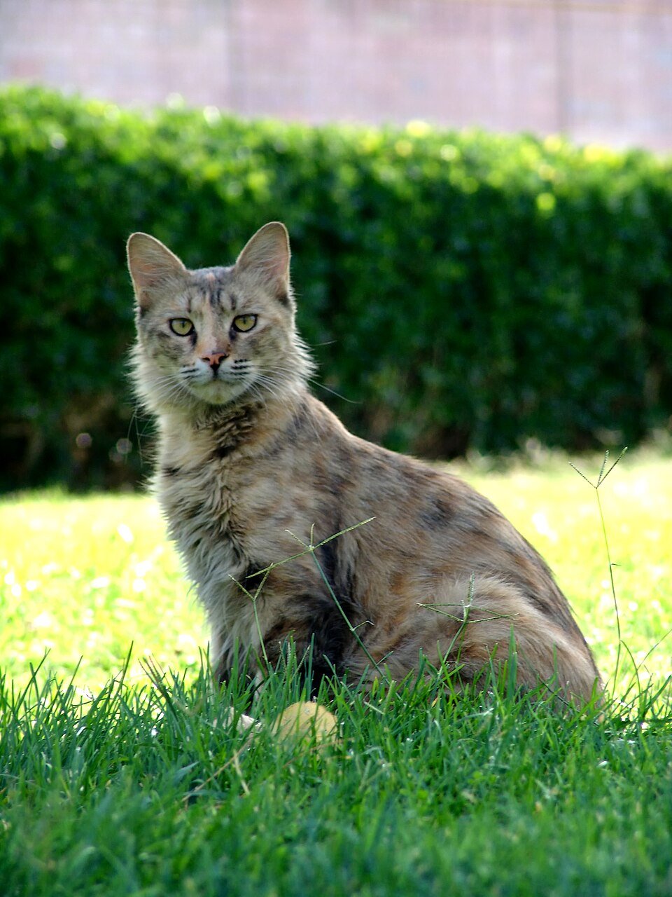 Gato pode comer ovo? Cru ou cozido, riscos e quantidade
