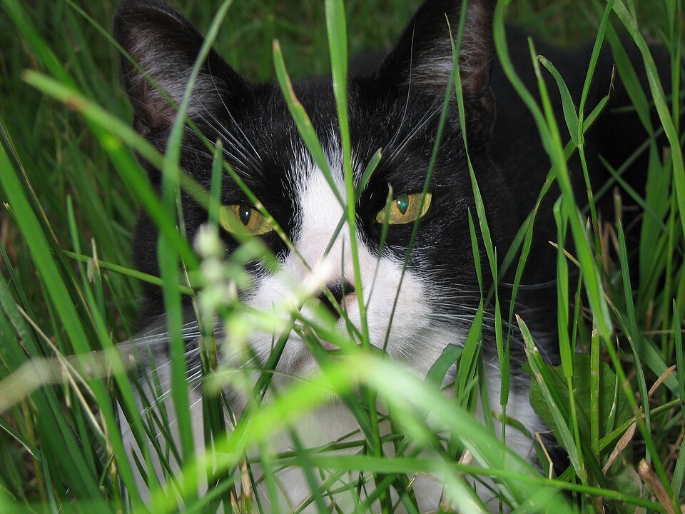 Gato pode comer manga? Porção segura, riscos e cuidados