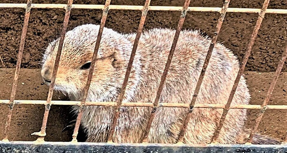 Quanto custa um porquinho da índia? Preços e custos 2026