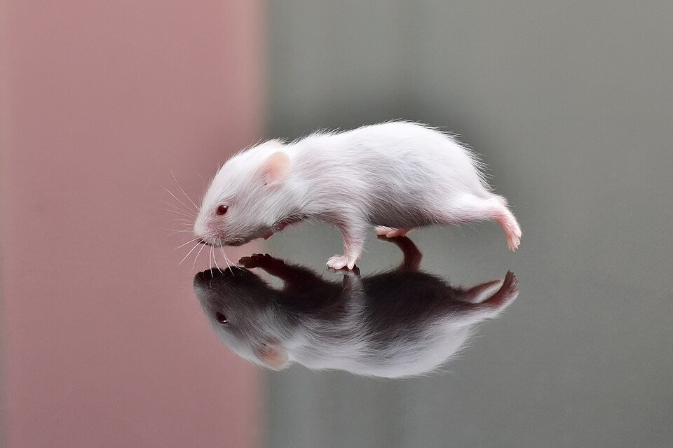 Quanto custa um hamster? Preços reais e custo mensal 2026