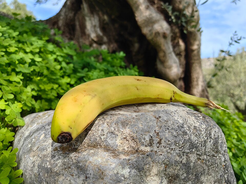 Cachorro Pode Comer Banana? Benefícios, Riscos e Quanto Dar
