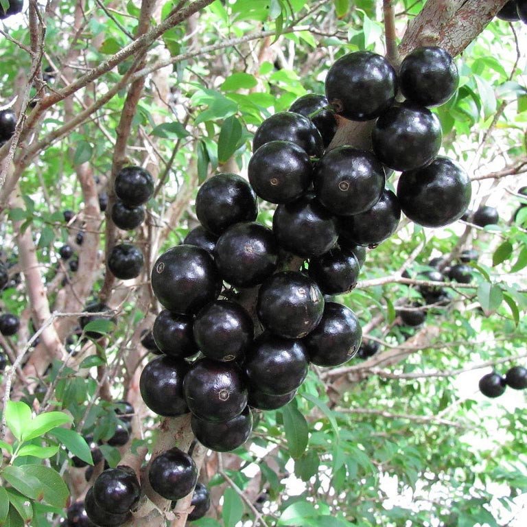 Cachorro pode comer jabuticaba? Sim, só a polpa sem caroço