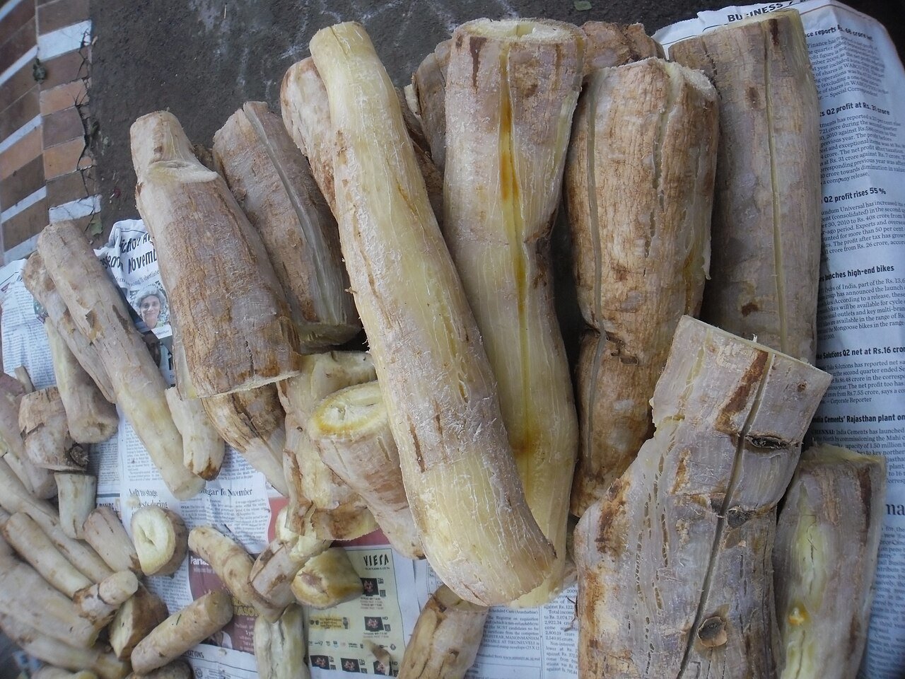 Cachorro pode comer mandioca? Veja o que diz a ciência