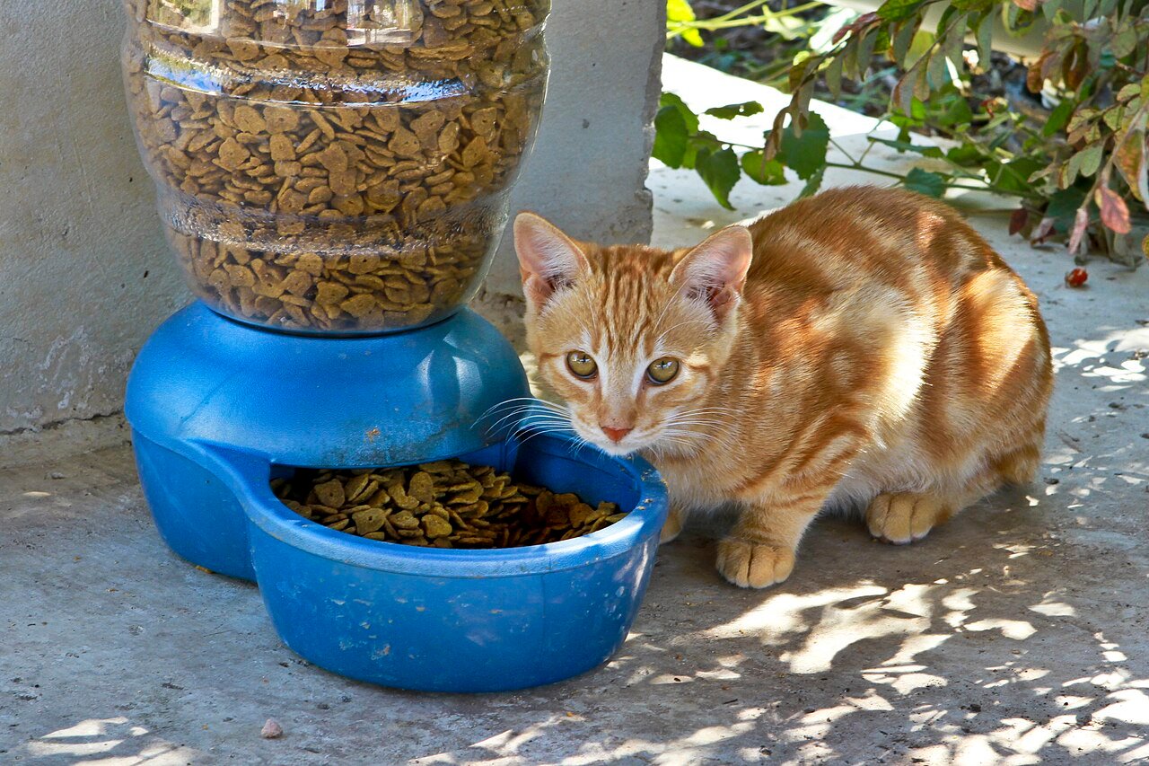 Cachorro pode comer ração de gato? O que o veterinário diz
