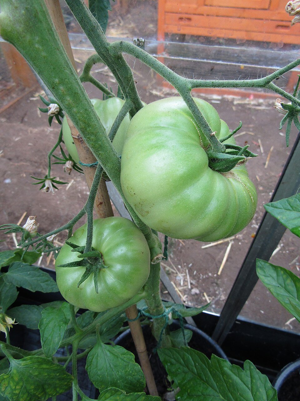 Cachorro Pode Comer Tomate? Maduro Sim, Verde e Folhas Não 1 Cachorro Pode Comer Tomate? Maduro Sim, Verde e Folhas Não